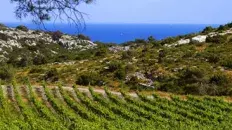 Circuit oenotouristique